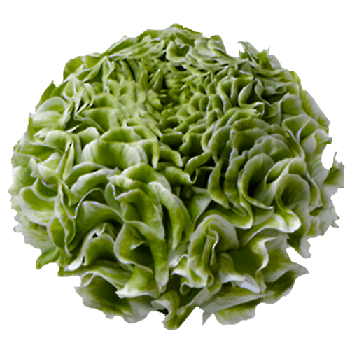Anemone